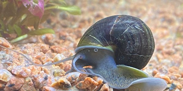 Marvin the Mystery Snail combing gravel for food inside an aquarium.