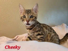 Royal Exotic Bengal Kittens 