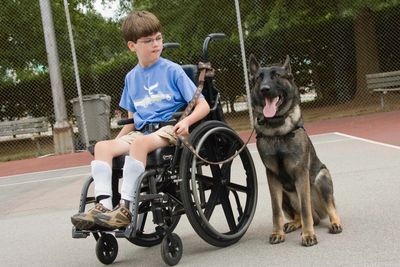 Bear was raised with his child to work for him starting at 8 weeks of age.  