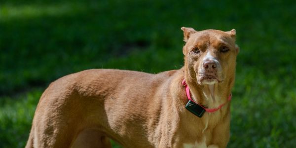 Brown dog with a pink collar standing on grass.