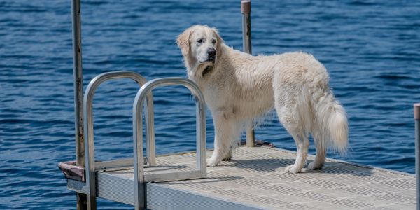 A white dog standing on a dock by the water.