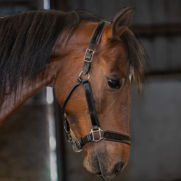 Close-up of a brown horse wearing a black bridle indoors.