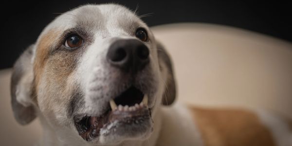 Close-up of a dog looking upward with an open mouth.