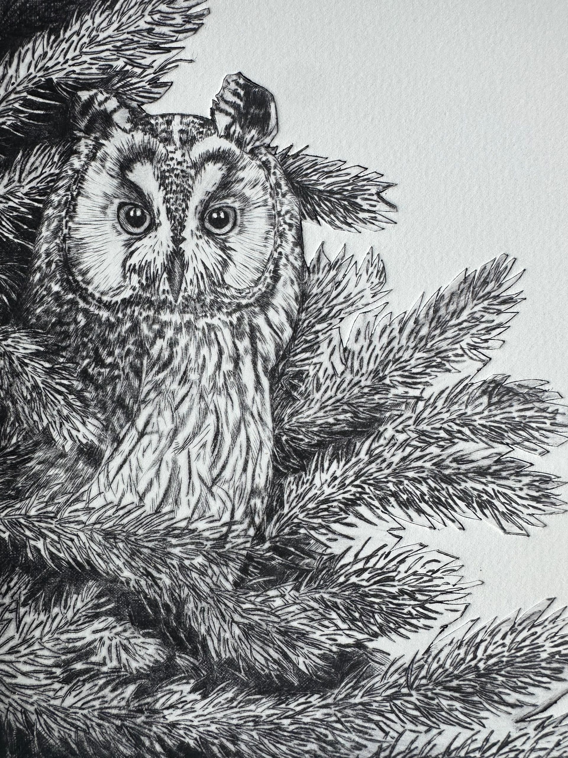 Detailed black and white sketch of an owl nestled in pine branches.
