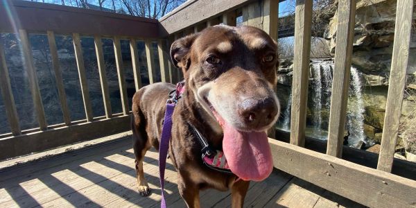 Happy dog on a wooden deck by a waterfall.