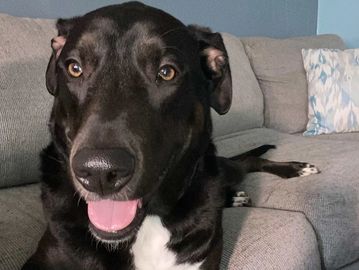Happy black dog sitting on a grey couch.