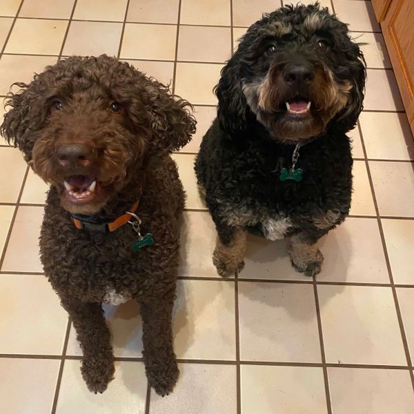 Two happy curly-haired dogs sitting on tiled floor.