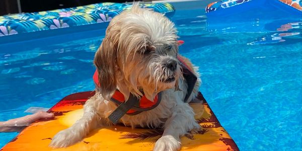 Small dog on a float in a pool.
