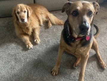 Two dogs on a carpeted floor indoors.