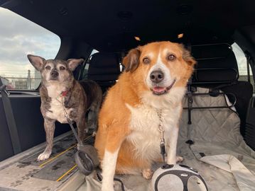Two dogs sitting in the back of a car.
