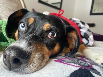 Dog with heterochromia resting its head on a blanket.