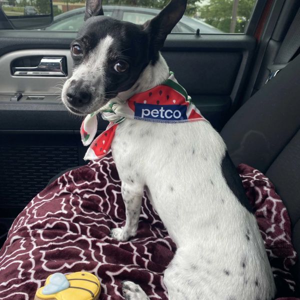 Small black and white dog wearing a Petco bandana in a car.