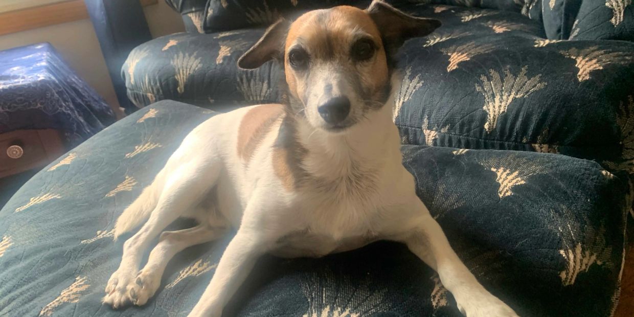 Small brown and white dog lying on a dark patterned couch.