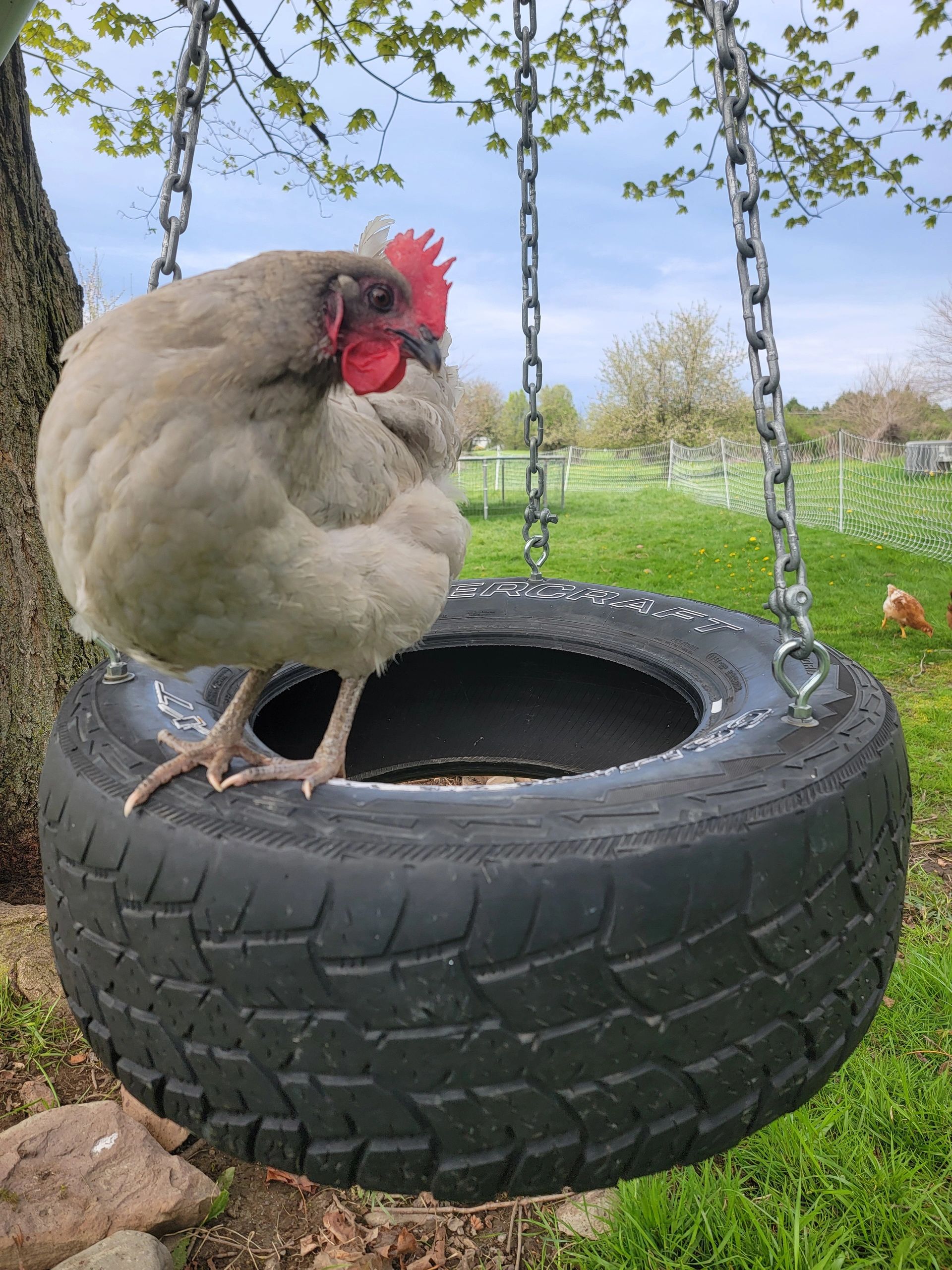 Free range heritage lavender orpington chicken on grandpa's tire swing. 