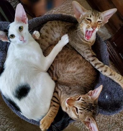 What to feed oriental shorthair kittens