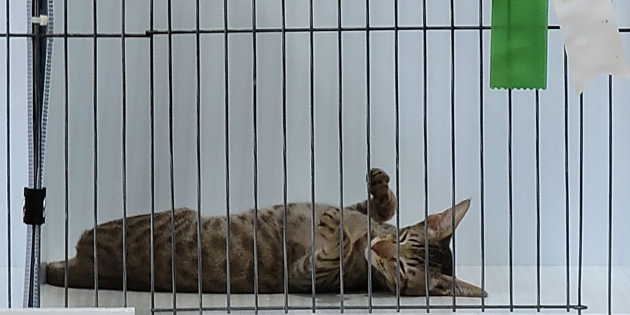 Friggy being judged in a CFA cat show July 2022- Kitten class in Brockport, NY. 