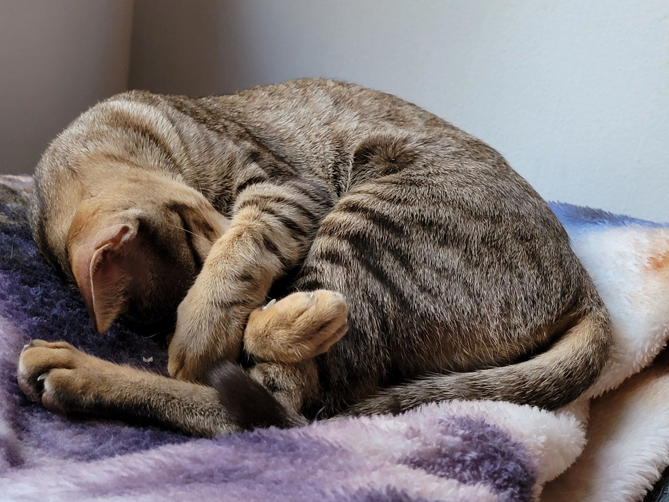 Friggy hiding oriental shorthair kitten nap