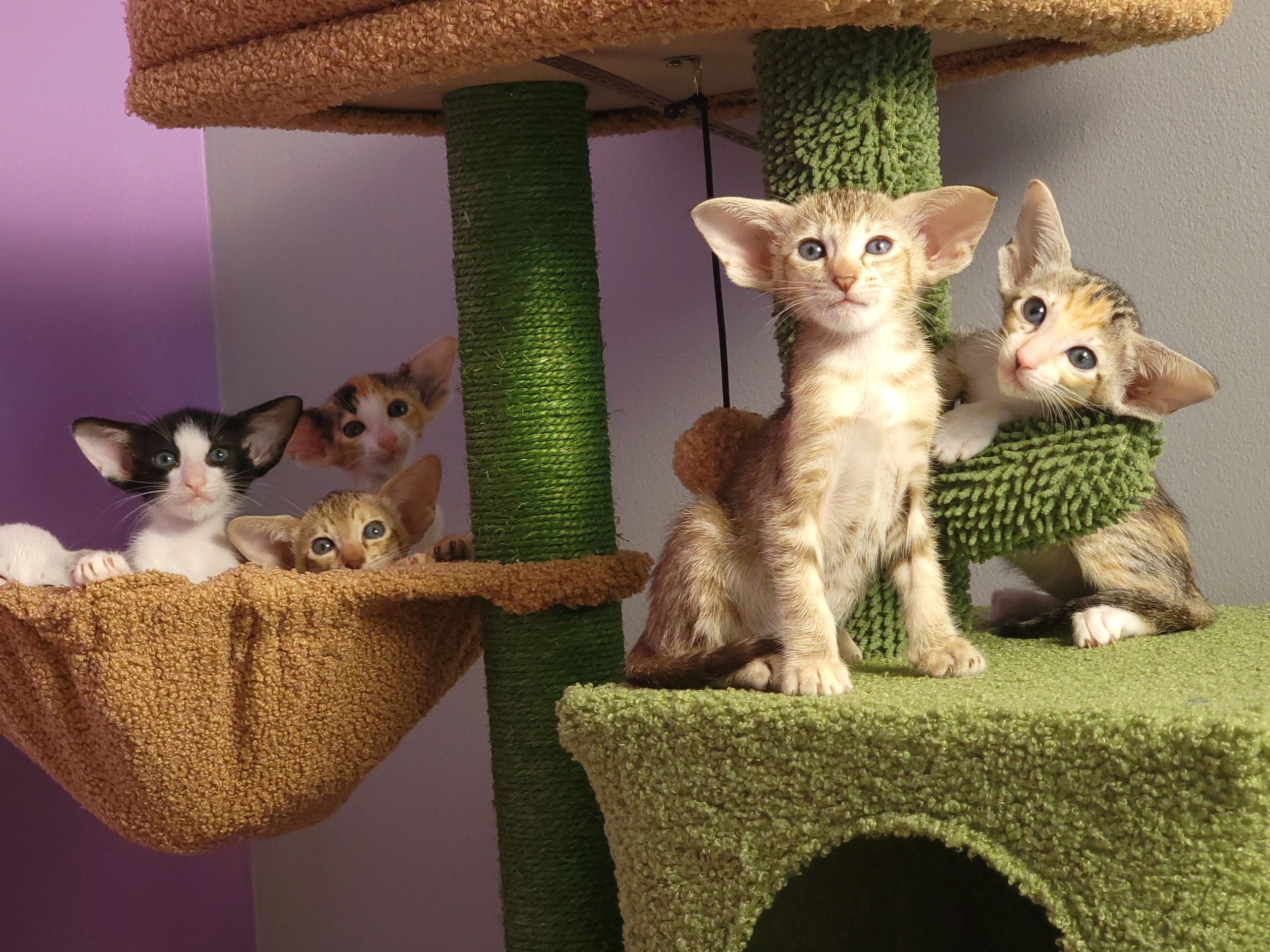 Salmon Creek Cattery Oriental Shorthair Kitten, Breeder