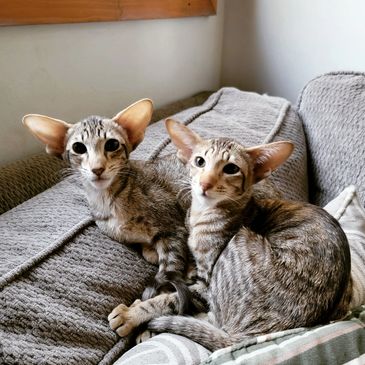 Oriental Shorthair For Sale