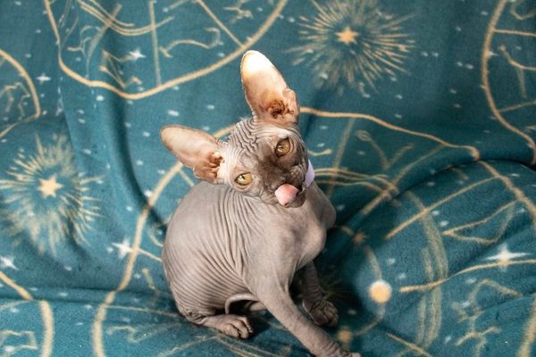 Past litter of one of our Sphynx kittens that found a forever home.