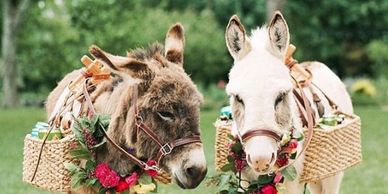 Wedding Donkeys and Beer Burros are great little ice breakers!