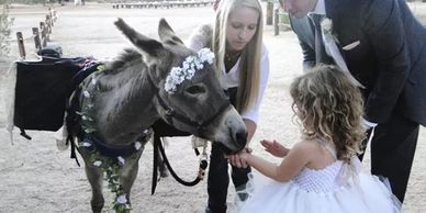 Wedding Donkeys and Beer Burros are so lovable!