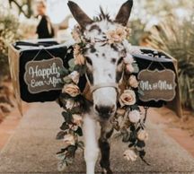 Wedding Donkeys and Beer Burros make it easy for your guests to interact with each other.