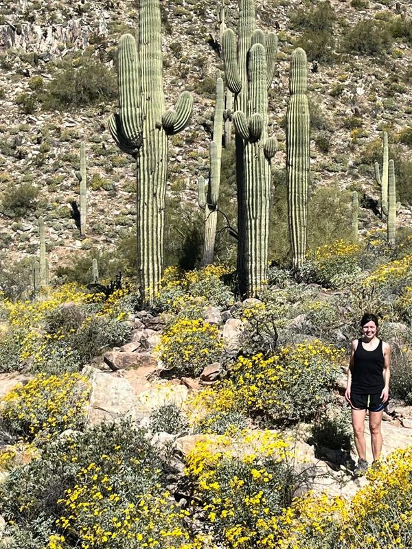 Cactus everywhere! Phoenix, Arizona