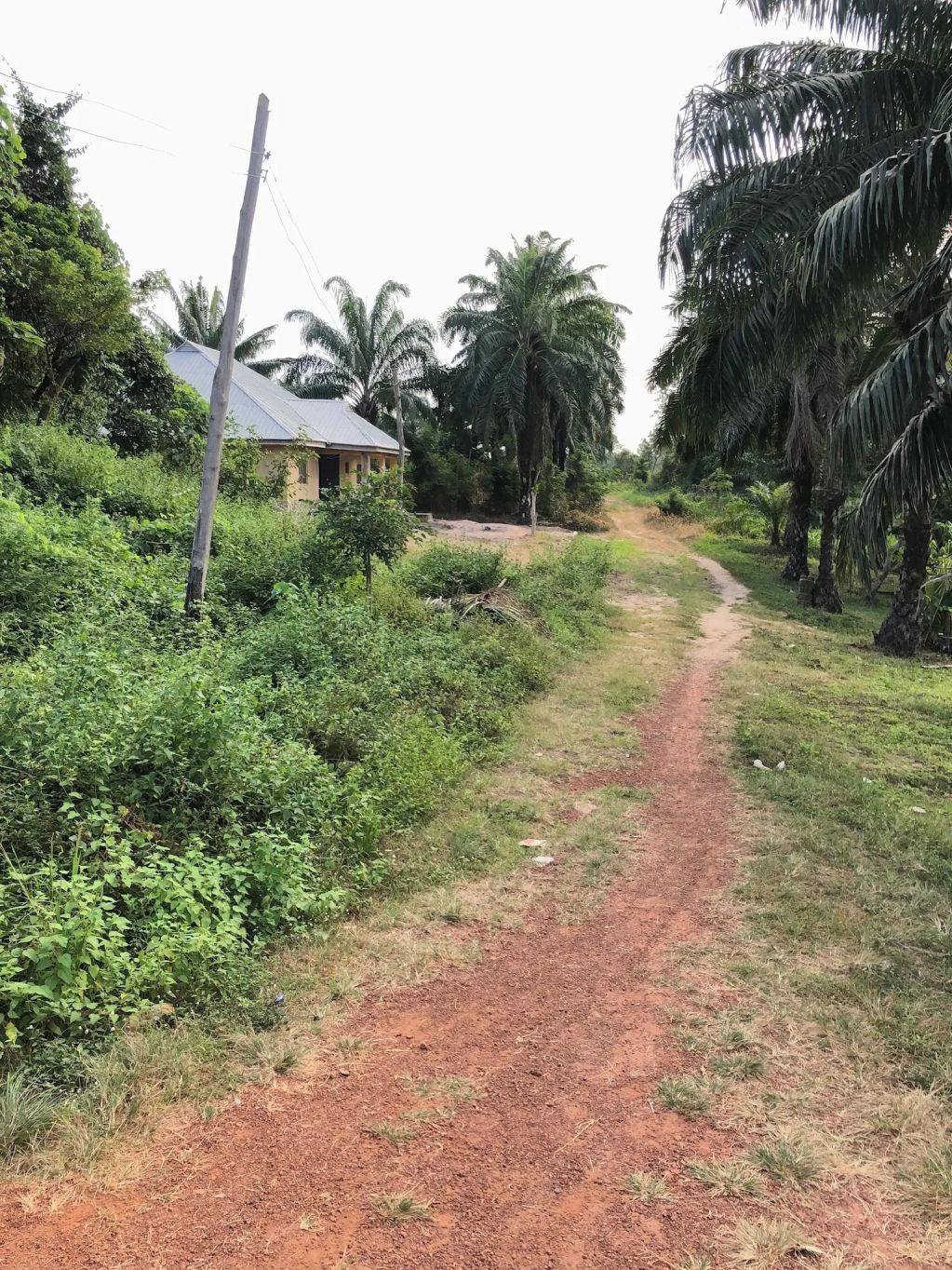 Dirt path leading past a house and palm trees.