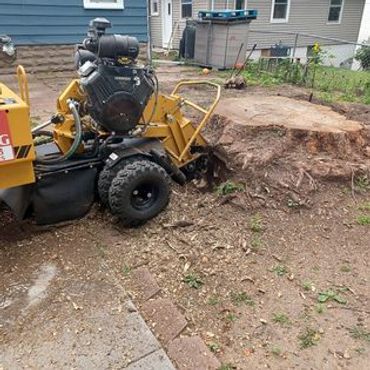 Huge tree stump