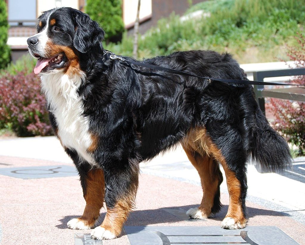 Reverse hotsell f1b bernedoodle
