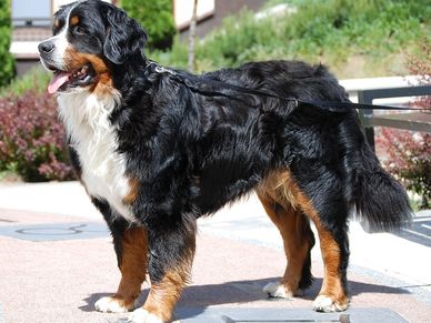 An adult Bernedoodle