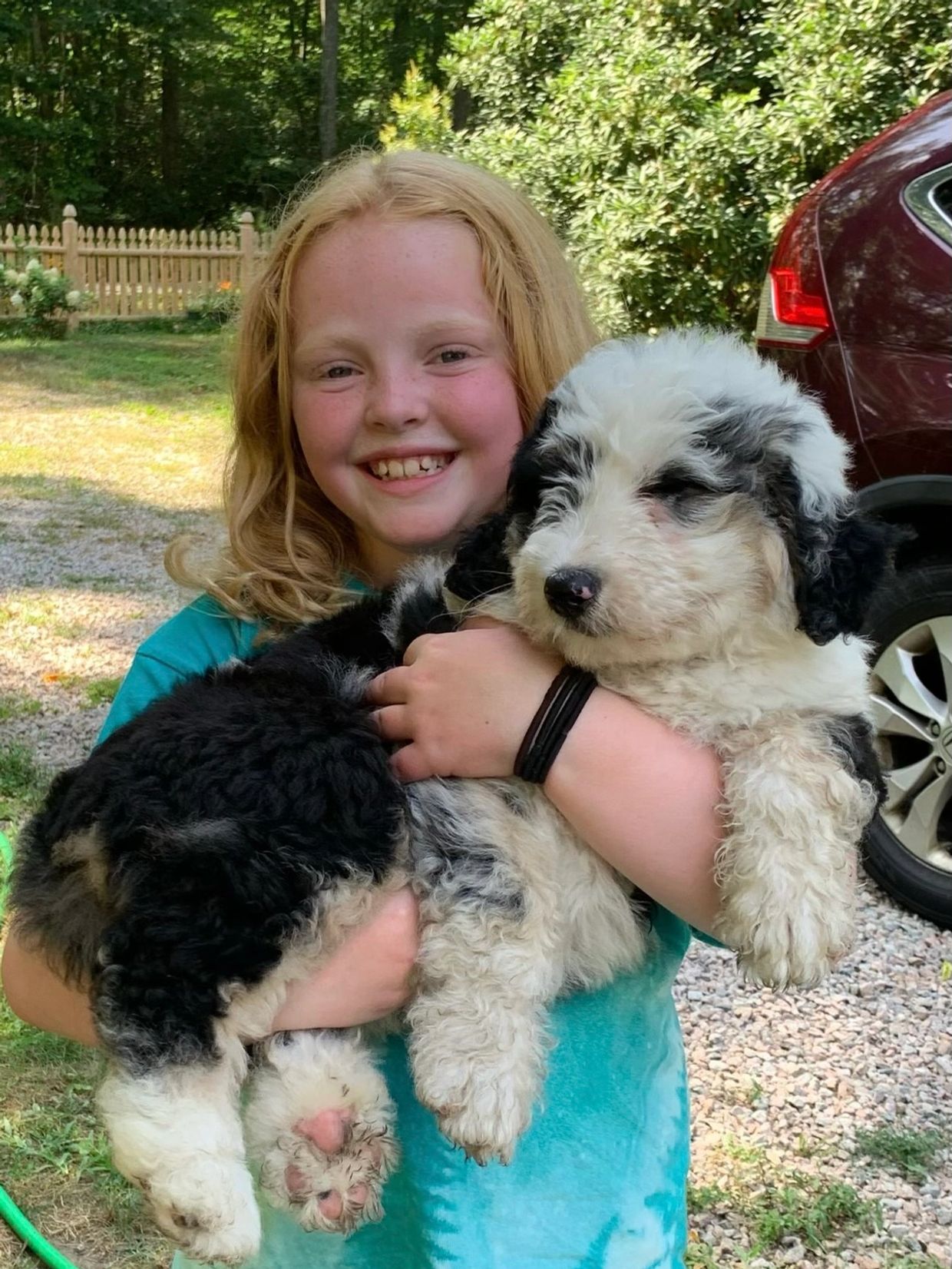 Bernedoodle Breeder in CT Black Briar bernedoodles