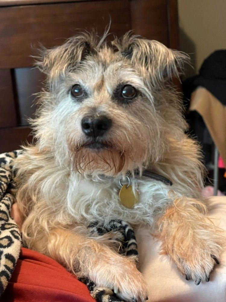 Cute mixed breed terrier dog