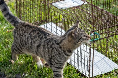 Humane group: Cat caught in illegal trap underscores need for