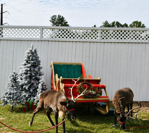 Two reindeer in front of a festive sleigh and decorated Christmas trees.