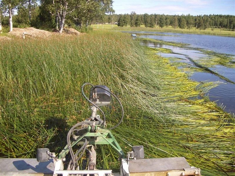 Cut cattails, bullrush, phragmites