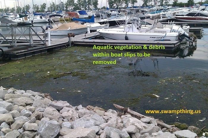 aquatic weed harvesting in a marina in ohio