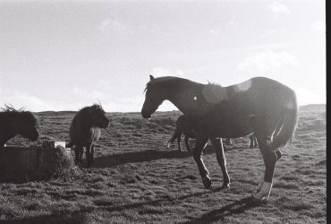 Black and white photo of horses in a field.