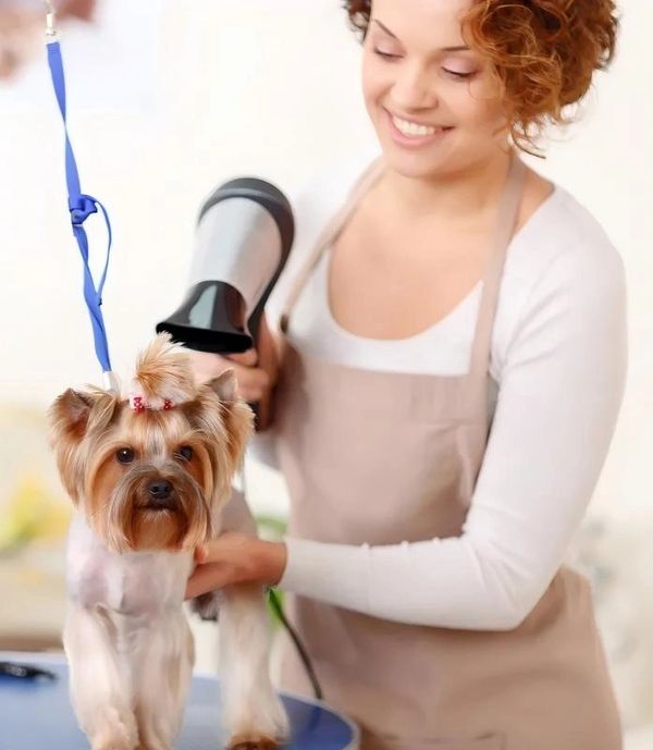 A woman grooming a small dog with a hairdryer.