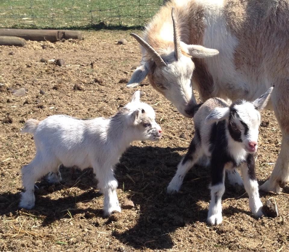 Mama goat with two baby goats in a farmyard.