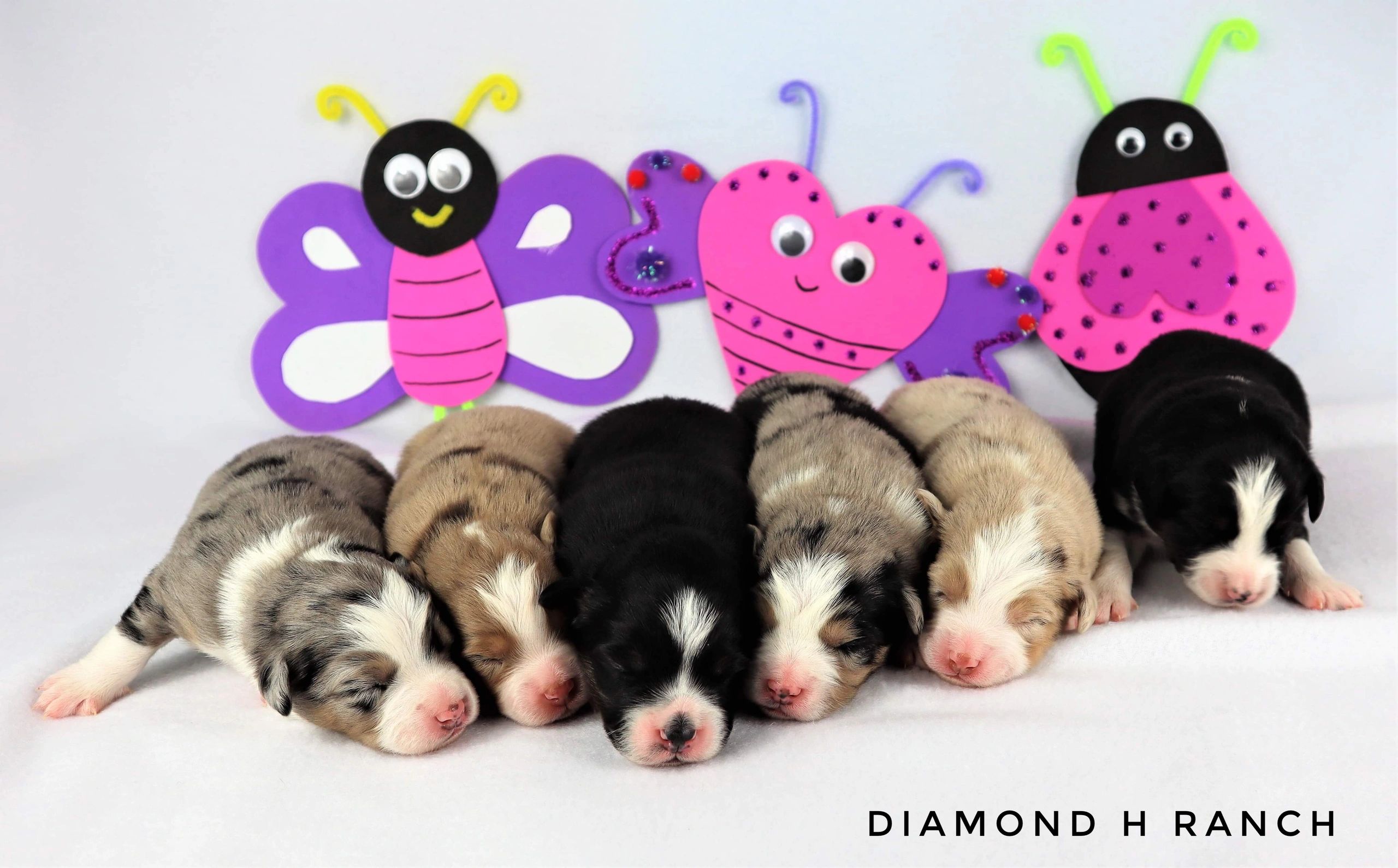 Miniature Australian Shepherd Breeders BC
