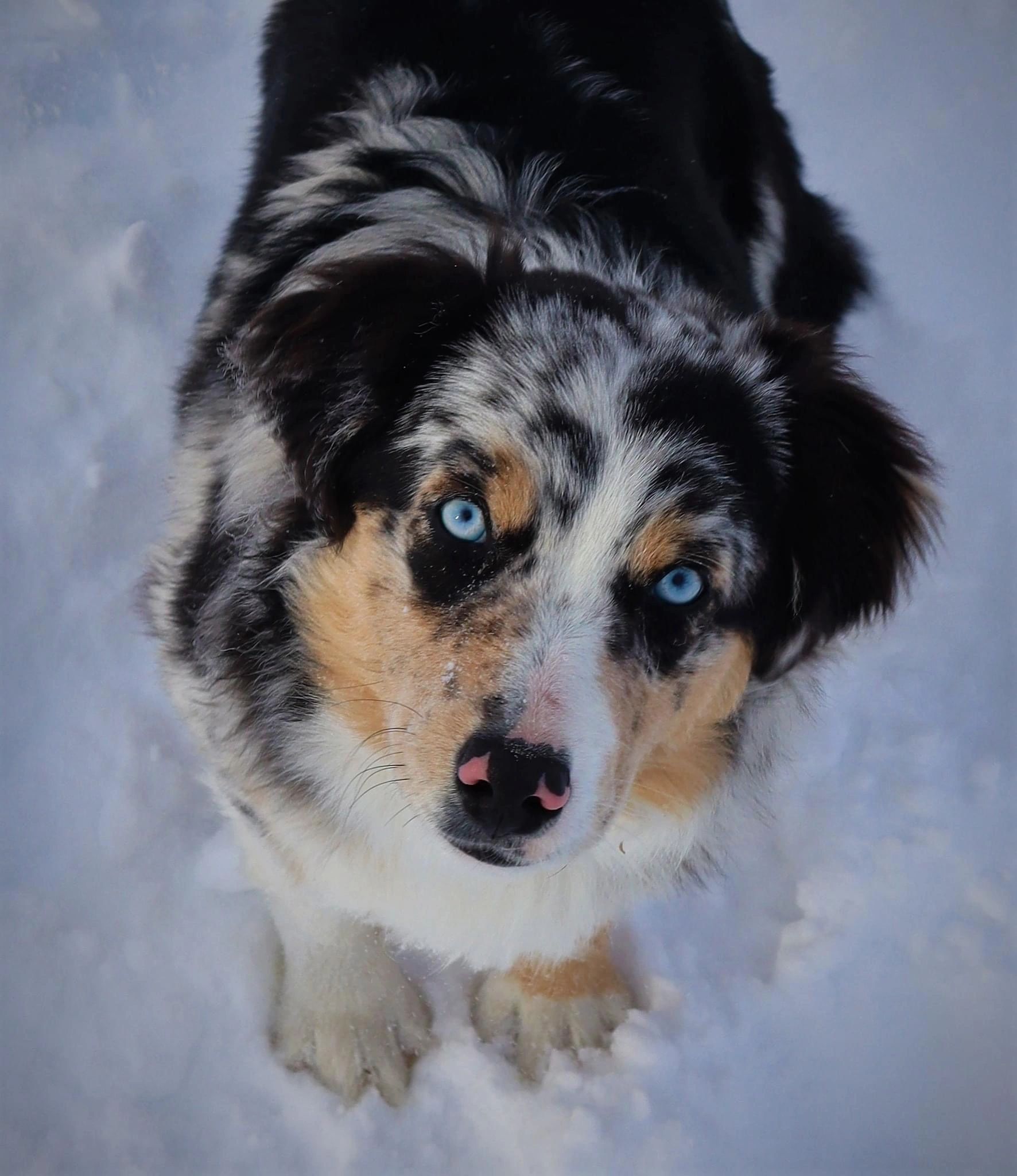 How Many Puppies Do Miniature Australian Shepherds Have