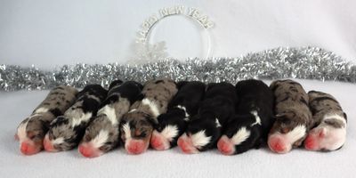 A row of newborn puppies sleeping.