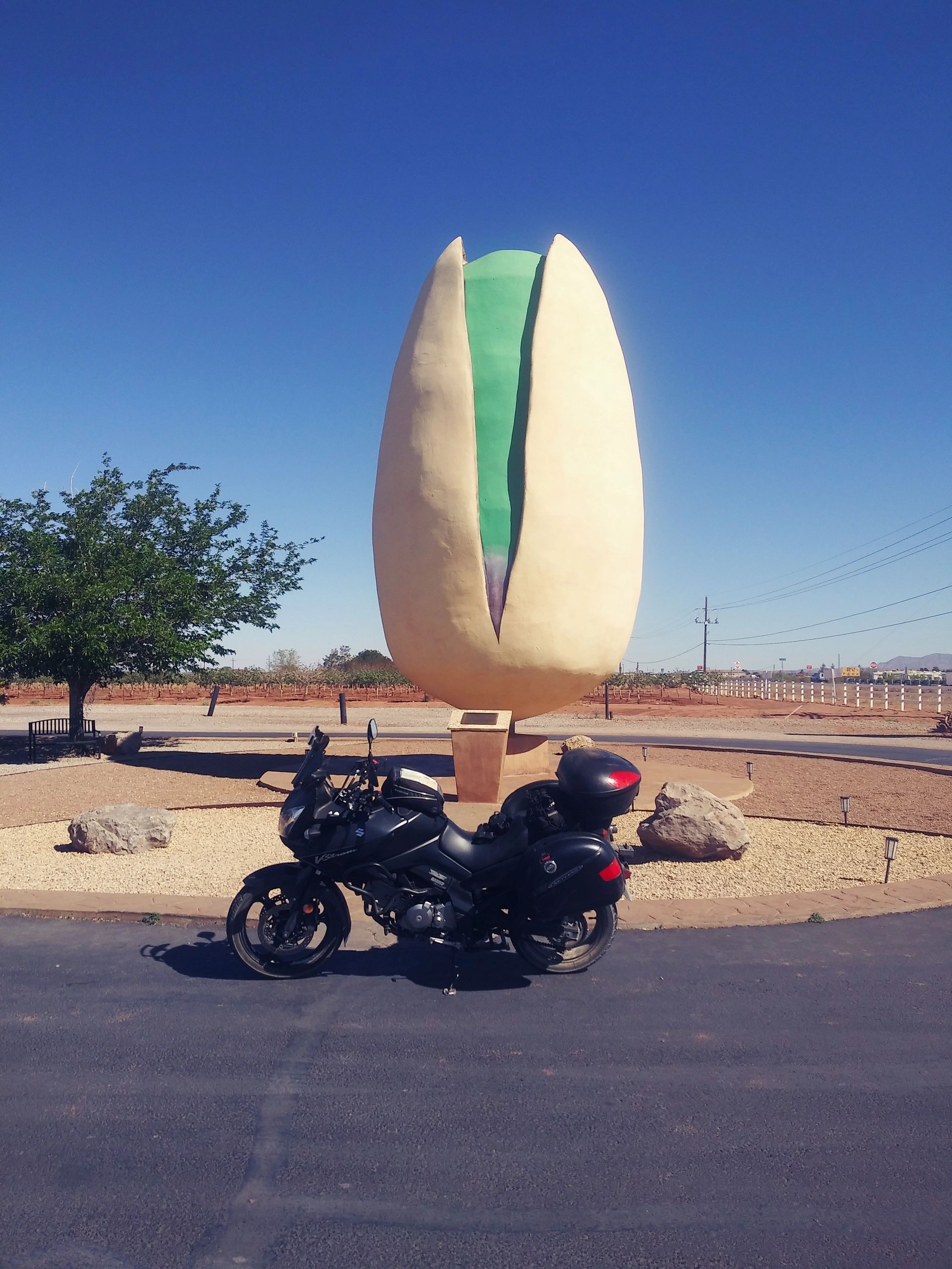 large pistacio