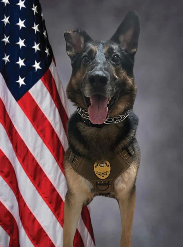 A German Shepherd police dog in a harness poses in front of an American flag.
