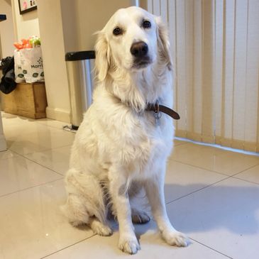 Golden Retriever sitting