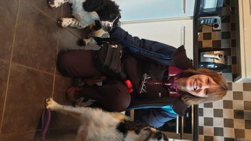 Trainer sitting with English springer Spaniels