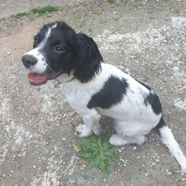 English Springer Spaniel puppy sitting