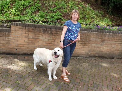 Trainer with Golden Retriever walking on leash